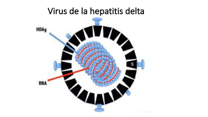 Virus de la hepatitis D: se necesita más atención