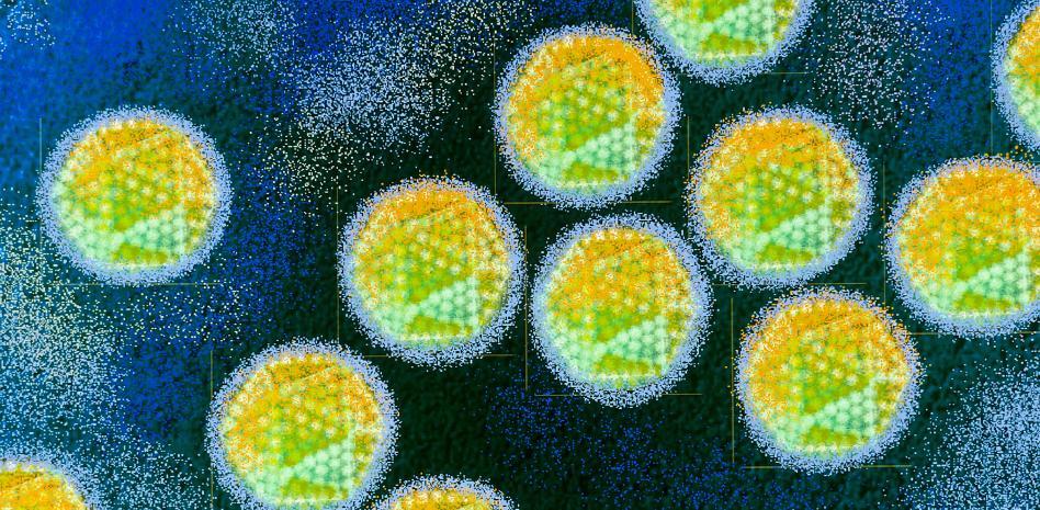 Adenovirus F41, el principal ‘sospechoso’ de los casos de hepatitis infantil