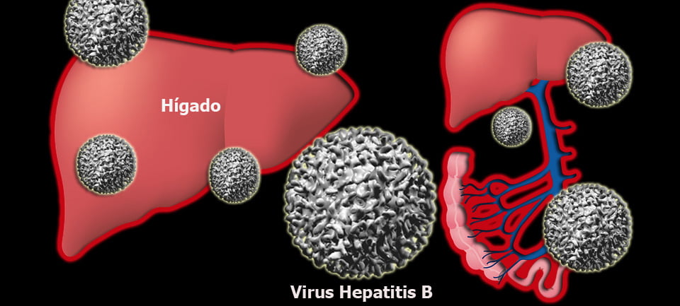 Caminos prometedores para conseguir llegar a la curación del Virus B de la hepatitis (VHB)