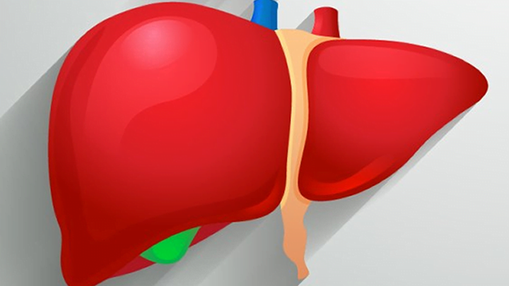 Un estudio de CIC bioGUNE revela que el hígado es un órgano diana para la infección por SARS-CoV-2
